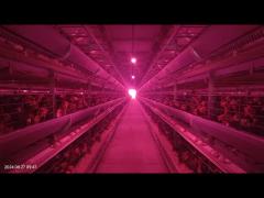 1800×600×450mm H Type Poultry Battery Cage System Low Egg Breakage Rate For Layer Farming