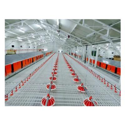 China Automatic Chicken Feeder Drinkers Feeding Line For Poultry Poultry Equipment Production Line Feeding for sale