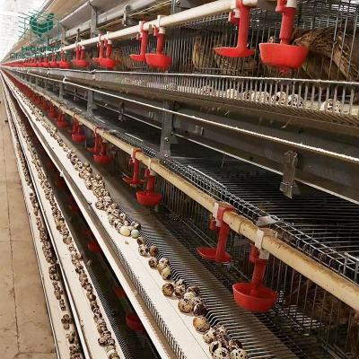 China Farms Quail Breeding Laying Equipment H Type Commercial Metal Quail Cages System Automatic Feeding On Sale for sale