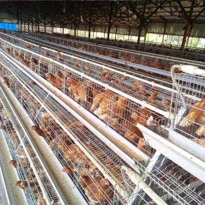 China Layer Chicken Farming Philippines Large Scale Poultry Chicken House Cage Hot Dip Galvanized Metal 5000 1000 Hen Laying Egg Layer Chicken Cages for sale