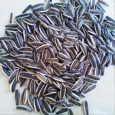 China Gansu Fresh Raw Natural Black Sunflower Wholesale Seeds for sale