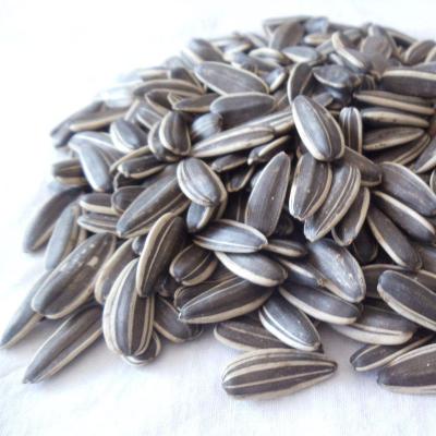 China Sunflower seeds fresh black striped price good for sale