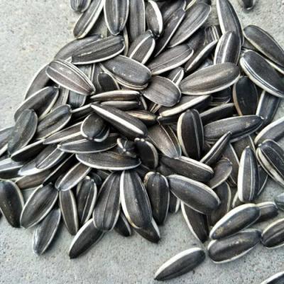 China Best Quality Long Fresh Type Raw Sunflower Seeds for sale