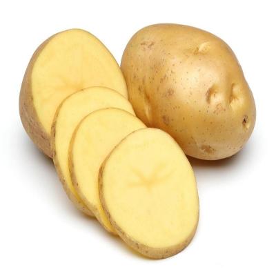 China Export fresh popular vegetable fresh potato sweet potato in cheap price for sale