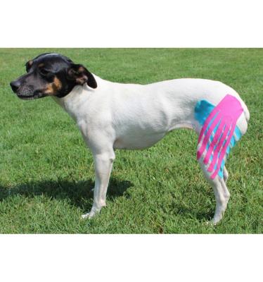 China 97% Cotton+3% Spandex Knee Support Kinesiology Tape Canine Dog for sale