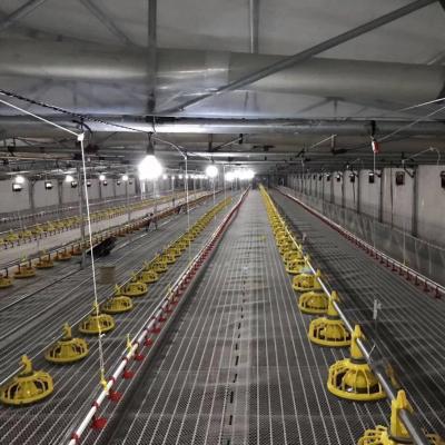 China Feeding Farms Poultry Broiler Equipment Drinking System for sale