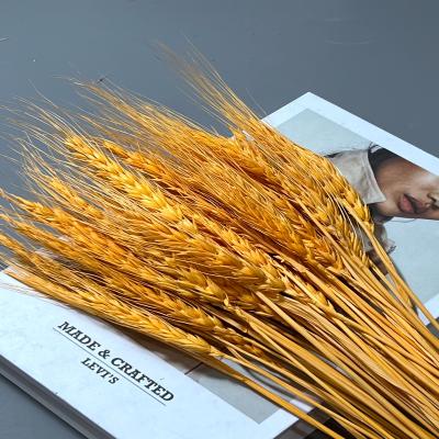 China Hot sale natural colorful dry barley flowers bouquet yellow pink white wheat for shop home decoration 50 pieces per pack for sale