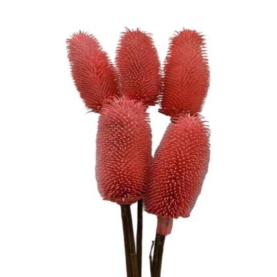 China Wedding Flower Arrangements Good Quality Home Decoration Flower Plant Dry White Pink Yellow Dipsacus Real Sativus For Home Decoration Flower Bouquet for sale