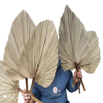 China Wedding Flower Arrangements Home Wedding Decoration Indoor Flower Palm Large Amazon Fan Dried Palm Leaves and Palm Leaves for Wedding Decoration for sale