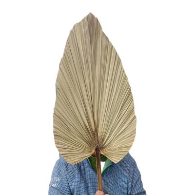 China Natural Dried Fan Wedding In Natural Palm Leaves Arrangement Palm For Home Decoration Meeting Room Decoration Dried Palm Leaves Flower Arrangement for sale