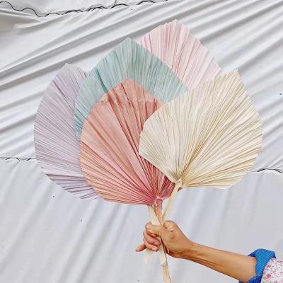 China Home Decoration Wedding Wholesale Natural Plant Palm Leaf Branch Palm Leaf Fan Floral Custom Size Decorative Dry for sale