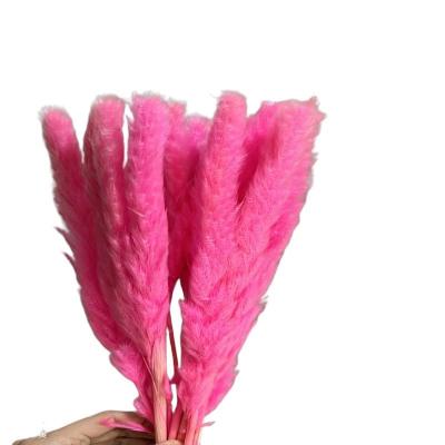 China Small pampas grass beige pink white dry fashion popular small pampas grass flowers 2021 natural small pampas grass amazon hot sale for sale