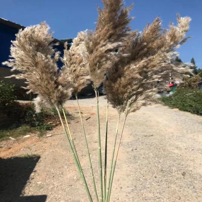 China Wedding high quality hot sale natural dry gray stipe of small amazon pampas grass flower arrangements vase home room large decoration flower for sale