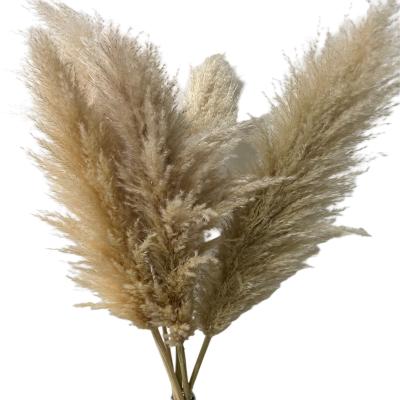 China Bohemian Wedding Decor Hot Sale Amazon Flower Arrangements Wedding Large Natural Dried Fluffy Large Reed Pampas Grass Beige Gray White 120cm For Sale for sale