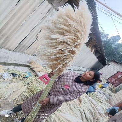 China Natural Pampas Grass Wedding Decorating 45 -150cm Amazon Success Flower Dry Pampas Grass For Party Decorations Home Decoration for sale