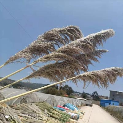 China Natural 2021 Decorative Dry Flower Pampas Grass Fluffy Pampas Grass Floral Arrangements For Vase Home Boho Decor Large Pampas Grass for sale