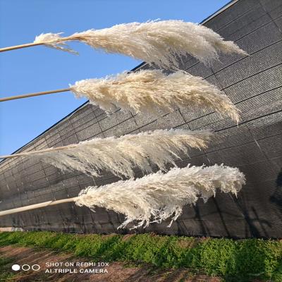 China Wedding Faux White Natural Dried Pampas Grass 45-150 Cm Flower Arrangements Tall Fluffy Decor Great For Decoration Wedding Home for sale