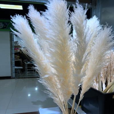 China Home Decor Shop Decoration Gift Box Home Decoration Fast Shipping Decorative Flowers and Dried Beige Cream Pampas Grass Natural Reed Large Wreath Super Fluffy Large for Home Flower for sale