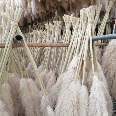 China Wholesale Natural Large Feather Beige Pampas Grass Feather Dry Pampas Grass For Boho Wedding Layout Decoration for sale