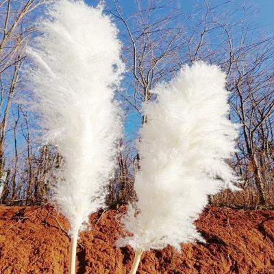 China Pampas grass 110-140 cm tall pampas grass natural fluffy dry pampas grass tall wedding boho decor natural white diy dry flower layout for sale