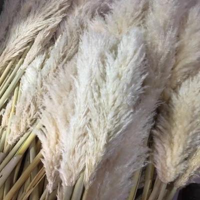 China Wedding Home Decoration Dry Grass Flower Wall Hit Amazon Reeds Pampas Large Fluffy Stem Beige Reeds For Home Decoration Or Weeding for sale