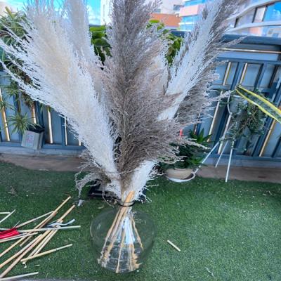 China Wholesale Luxury Natural Reed Grass Wild Dried Fluffy Gray Pampas Grass For Wedding Event Decor from Natural Real Pampas Grass Plant for sale