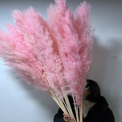 China Natural Pampas Grass Customize High Quality Rose White Beige Dried Pampas Grass Large Fluffy Natural Wedding Decor Bleached Dried Flower Pampas Grass for sale