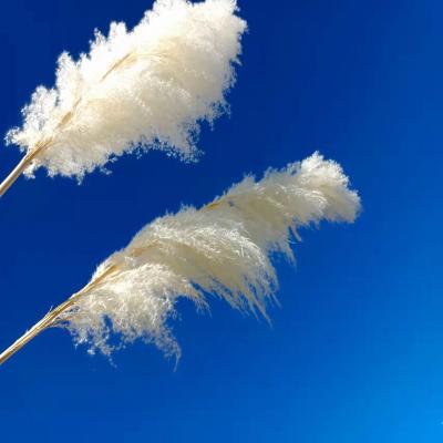 China Wholesale Yunnan Natural Plant Pampas Grass Natural Organic Dry White Stem Pampas Grass Large Long Dried Tall Pampas Grass For Wedding Decoration for sale