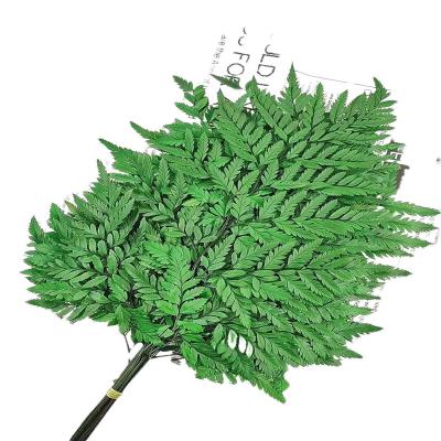 China Factory Price Home Store Decoration Hot Sale Natural Dry Durable Green Leaves Preserved Alpine Fern Leaf For Party Home Decoration for sale