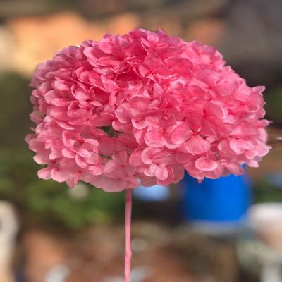 China Hot Selling Decorative Preserved Blue Leaf Hydrangea Hydrangea Leaf Colorful White Pink for Living Room Dining Room or Study Room Large for Christmas Bedroom Decoration for sale