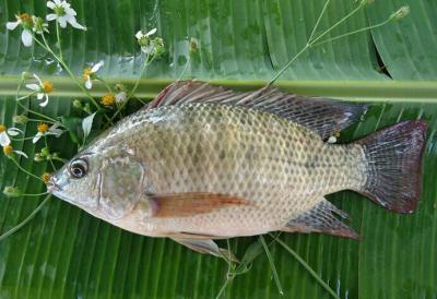 China Low Price Black Frozen Tilapia Whole Round for sale