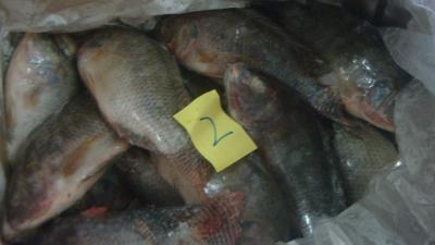 China Frozen tilapia wholesale price ( Oreochromis Niloticus ) for sale