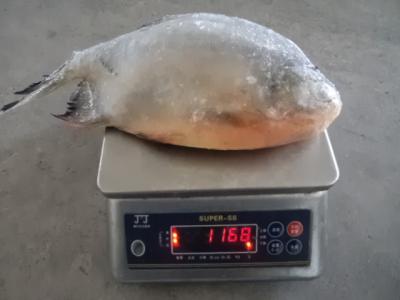 China GOOD YASTE FROZEN RED POMFRET WHOLE ROUND (COLOSSOMA BRACHYPOMUM) for sale