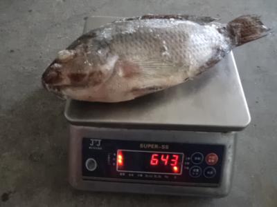 China Black Farm Raised Frozen Tilapia Gutted and Scaled for sale