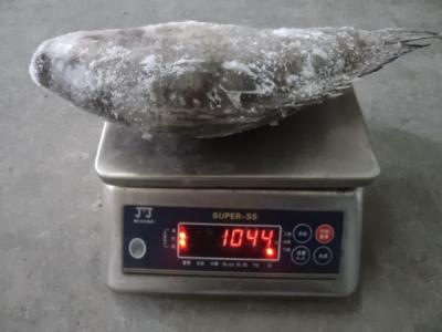 China Frozen Whole Round Black Tilapia Big Size for sale