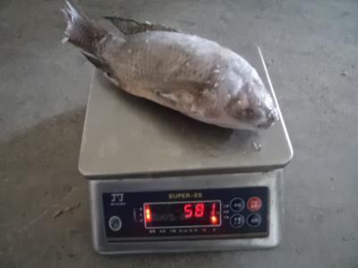 China Frozen Tilapia Fish Gutted Scaled ,IQF,IWP PACKING for sale