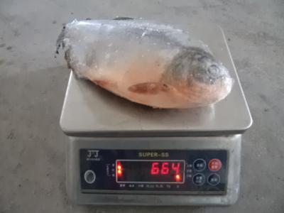 China FROZEN RED POMFRET WHOLE ROUND WITH GOOD QUALITY for sale