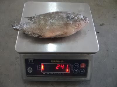 China Low Price Black Frozen Tilapia Whole Round for sale