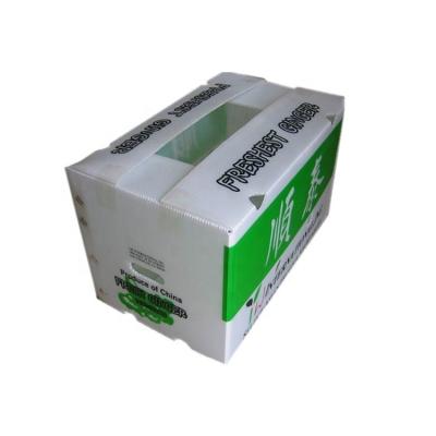 China Recyclable Pp Plastic Corugated Correx Ginger Box for sale