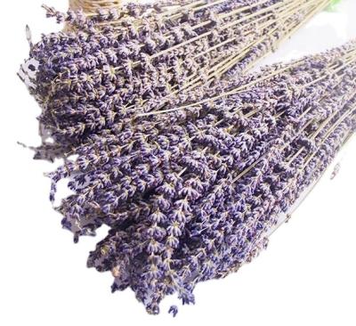 China Rabbit Tails Grass Factory Price Food Safe Dried Flower Arrangement Dried Provence Lavender Bunches for sale