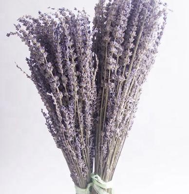 China Bunny Tails Grass Cheap Price Private Label Purple Color Natural Dried Flowers Lavender for sale