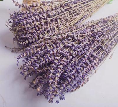 China Rabbit Tails Grass New Arrivals Wholesale Dried Natural Dried Lavender Flowers Lavender Flowers For Decoration for sale