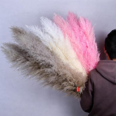 China Fashion 150cm Dried Flower Decorative Wedding Prundo Fluffy Phragmites Home Thatch Pampas Grass for sale