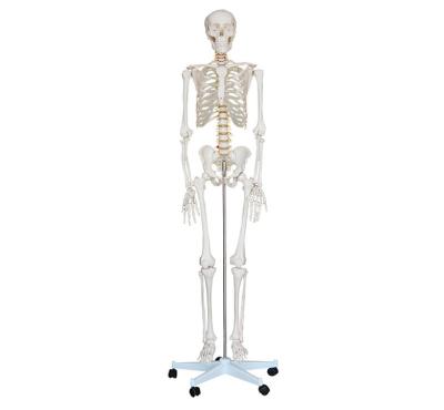 China XC-101 XC-101 180cm tall life-size skeleton for sale