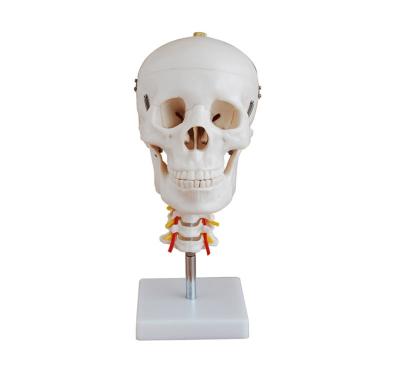 China PVC XC-135Skull with cervical spine model for sale