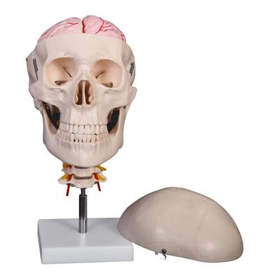 China XC-135E PVC skull with 8 parts brain and cervical spine for sale