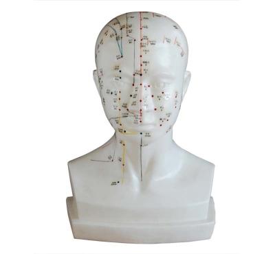 China XC-507A PVC Life Size Head Acupuncture Model for sale