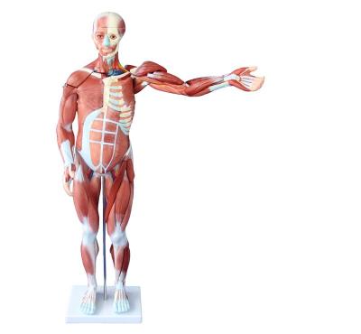 China XC-334 80CM Medical College HUMAN MUSCLE MODEL MALE (27 PARTS) for sale