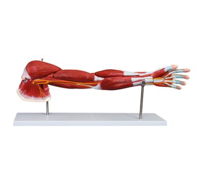 China School Model XC-336 Teaching Muscle Of Human Arm (7Parts) for sale