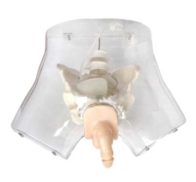 China Transparent Male Urethral Catheterization Simulator School Teaching Model XC-408E for sale